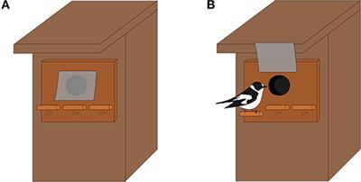 The Role of Cognition in Social Information Use for Breeding Site Selection: Experimental Evidence in a Wild Passerine Population